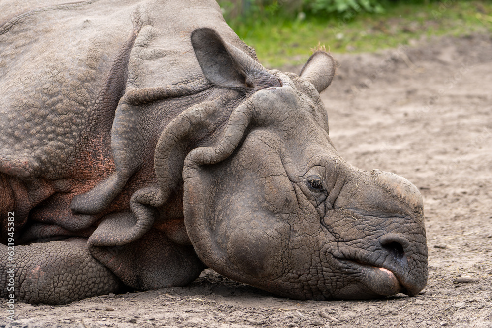 rhinoceros without a horn lying on the ground. Wild animal in zoo at summer sunny weather. rhinoceros without a horn lying on the ground. Wild animal in zoo at summer sunny weather.