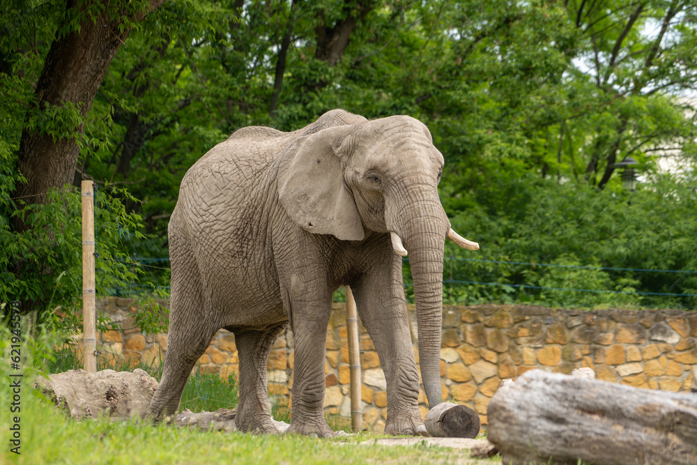 Fototapeta premium Elephant walks among the wooden blocks. Wild animal in zoo at summer sunny weather.