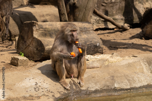 Monky sitting on the ground peeing and eat a carrot . Wild animal in zoo at summer sunny weather.