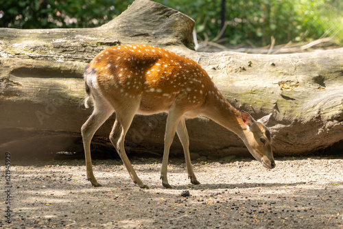 Fototapeta Naklejka Na Ścianę i Meble -  Vietnamese sika deer standing on the ground and lookinf for grass with wooden logs background. Wild animal in zoo at summer sunny weather.