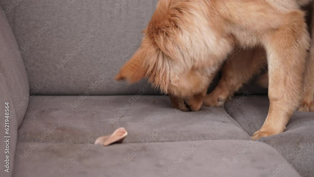 Naughty golden dog playing and biting the rawhide bone on textile sofa, couch. Hovawart, cute retriever. Naughty golden dog playing and biting the rawhide bone on textile sofa, couch. Hovawart, cute retriever.