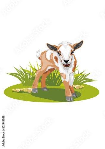 Cute baby goat on the lawn