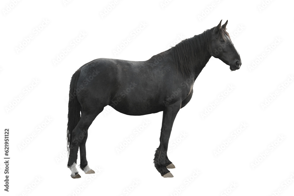 Cutout of an isolated old black farm horse side view with the transparent png
