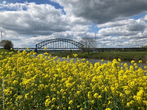 field of yellow flowers with bridge