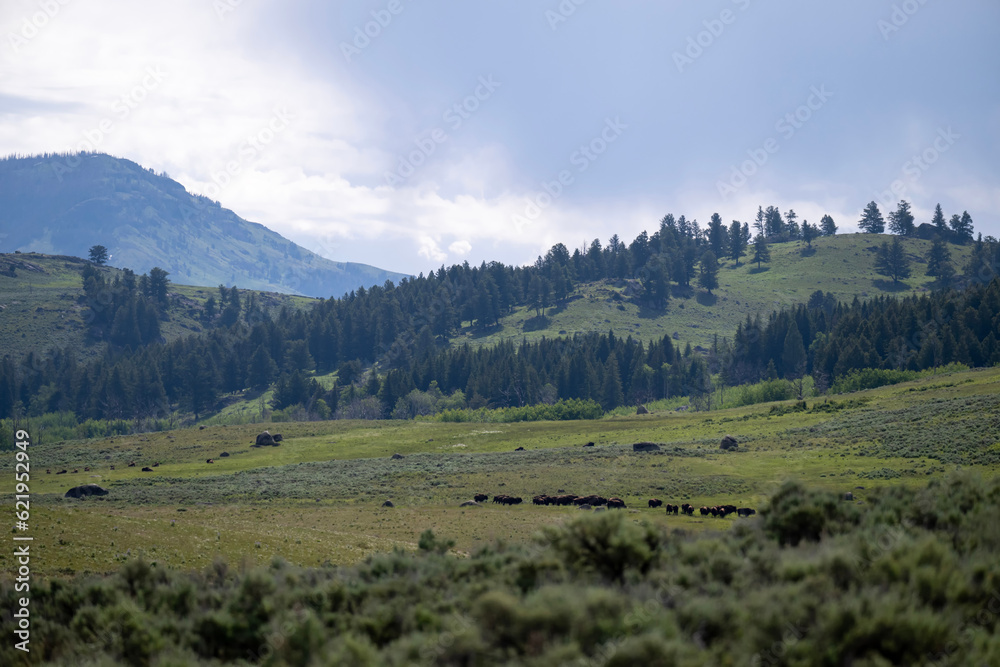 Bisons in the Lamar Valley