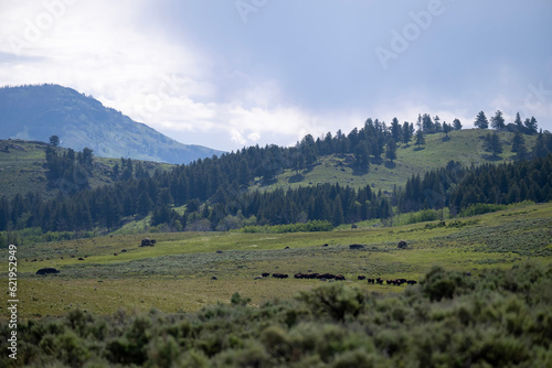 Bisons in the Lamar Valley