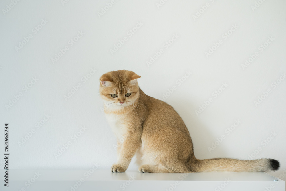 gold british cat kitten on white background