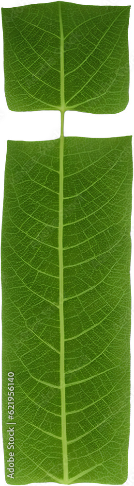 Green leaf typography text design lowercase alphabet m Green leaf typography text design lowercase alphabet m