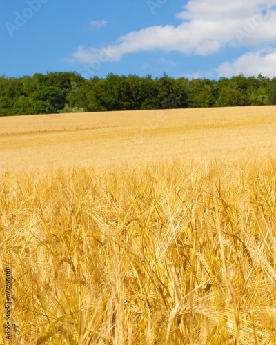 Field of ripe wheat. Golden ears. Grain agriculture on the farm. Bread harvest season. Closeup photo