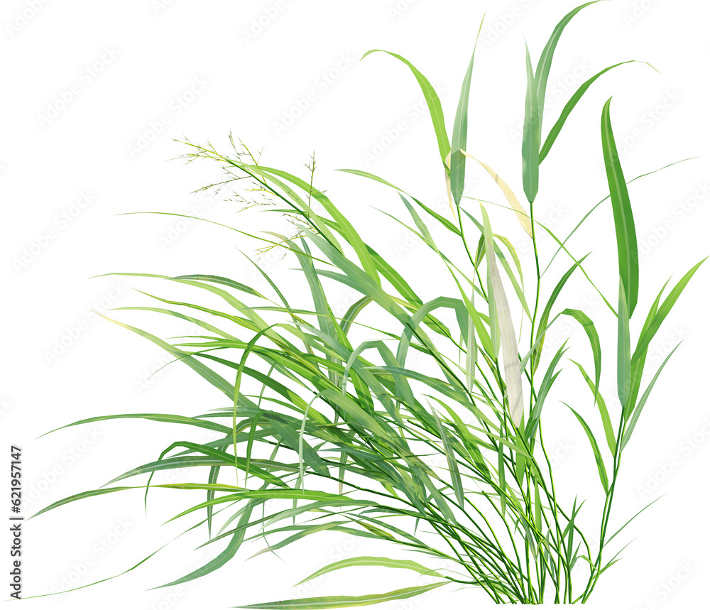 Fototapeta premium Side view of wild grass