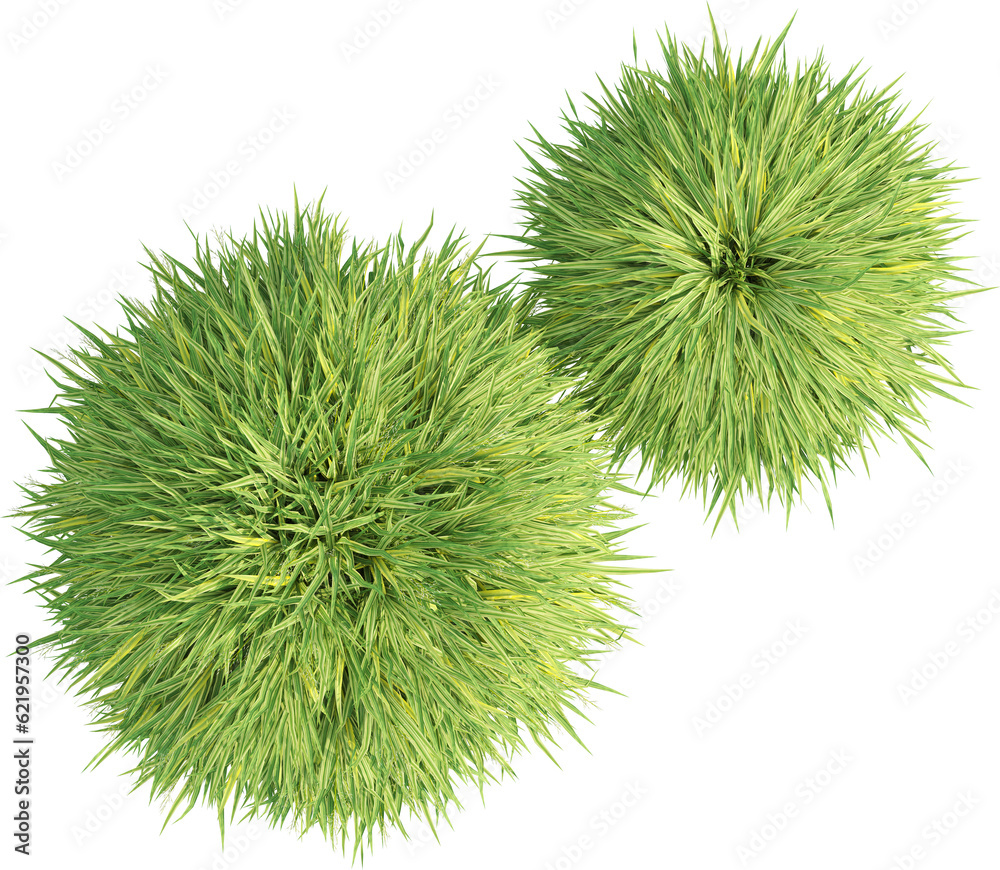 Top view of wild grass