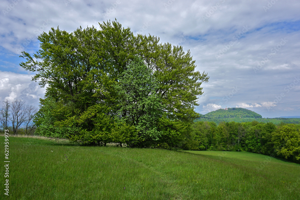 Baumgruppe auf dem Meisenbühl; Filsenberg; Schwäbische Alb; bei Mössingen-Öschingen, Baden Württemberg; Deutschland; Blick zum Roßberg Baumgruppe auf dem Meisenbühl; Filsenberg; Schwäbische Alb; bei Mössingen-Öschingen, Baden Württemberg; Deutschland; Blick zum Roßberg