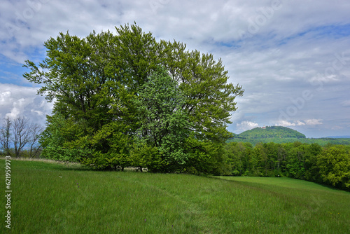 Baumgruppe auf dem Meisenbühl; Filsenberg; Schwäbische Alb; bei Mössingen-Öschingen, Baden Württemberg; Deutschland; Blick zum Roßberg photo