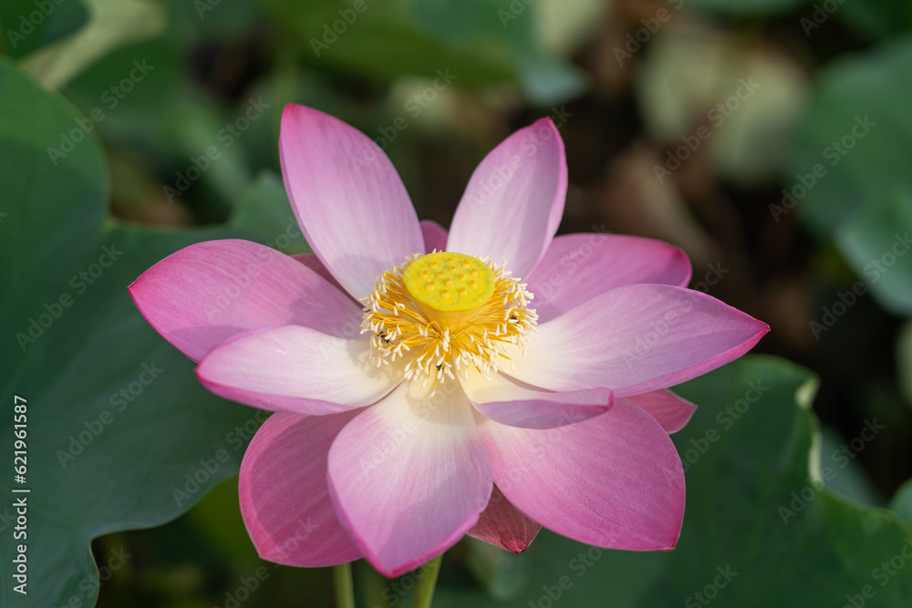 beautiful blooming lotus flower or water lily on water surface with dark blue leaves in peaceful garden, nature background, aquatic, Thailand beautiful blooming lotus flower or water lily on water surface with dark blue leaves in peaceful garden, nature background, aquatic, Thailand
