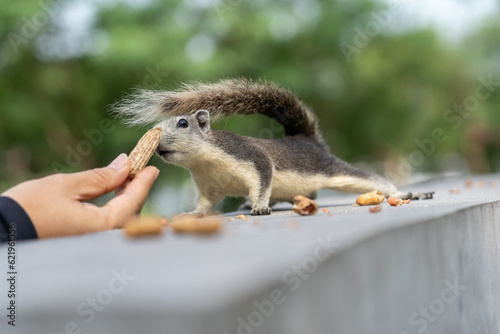 cute squirrel looking for nut on branch of tree in natural park of tropical country, Thailand, on sunlight, animal, garden, wildlife, chipmunk