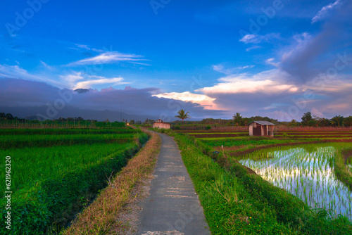 Beautiful morning view indonesia Panorama Landscape paddy fields with beauty color and sky natural light