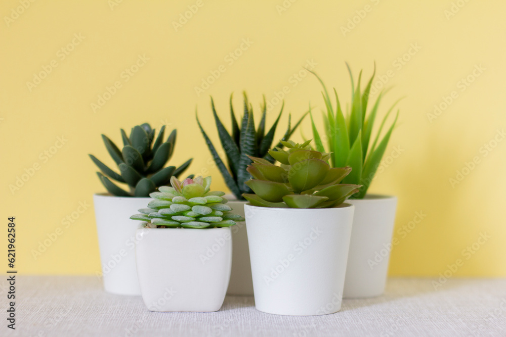 Indoor artificial plants, various succulents in pots. Succulents in white mini-pots. Ideas for home decoration.Copy space. Indoor artificial plants, various succulents in pots. Succulents in white mini-pots. Ideas for home decoration.Copy space.