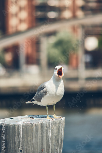 Photo Seagull on pole screaming. High quality photo