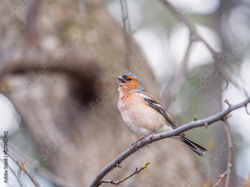 Common chaffinch, Fringilla coelebs, sits on a tree. Common chaffinch in wildlife.