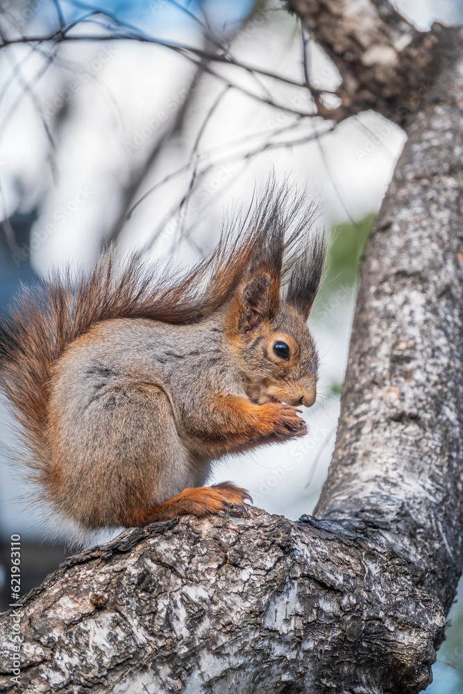 Fototapeta premium The squirrel with nut sits on a branches in the spring or summer.