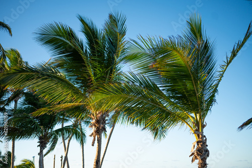 Tops of palm trees under the blue sky. Clear cloudless sky. Beautiful tropical nature. There are no people in the photo. Vacation  vacation  beach.
