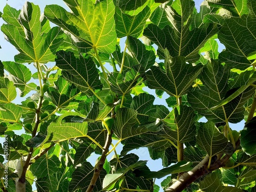 Tra le foglie di fico