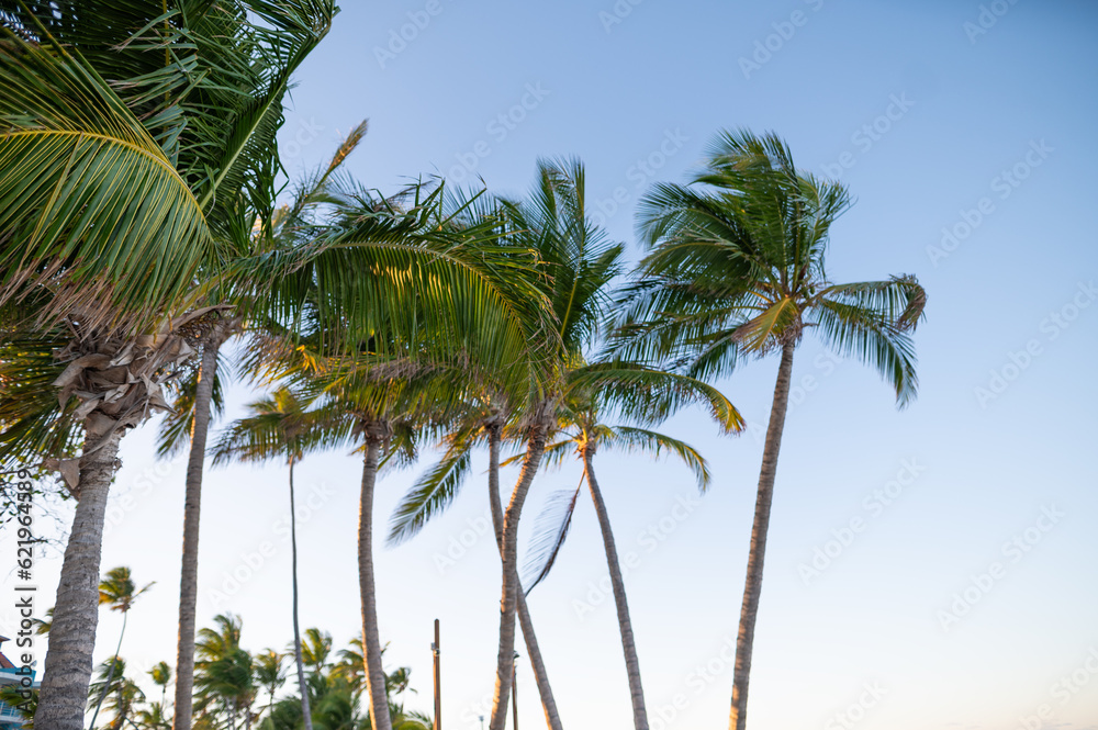 Obraz premium Lots of tall palm trees against a light blue sky. Beautiful tropical forest. Flora, botany, beach, vacation, romance, travel, tourism.