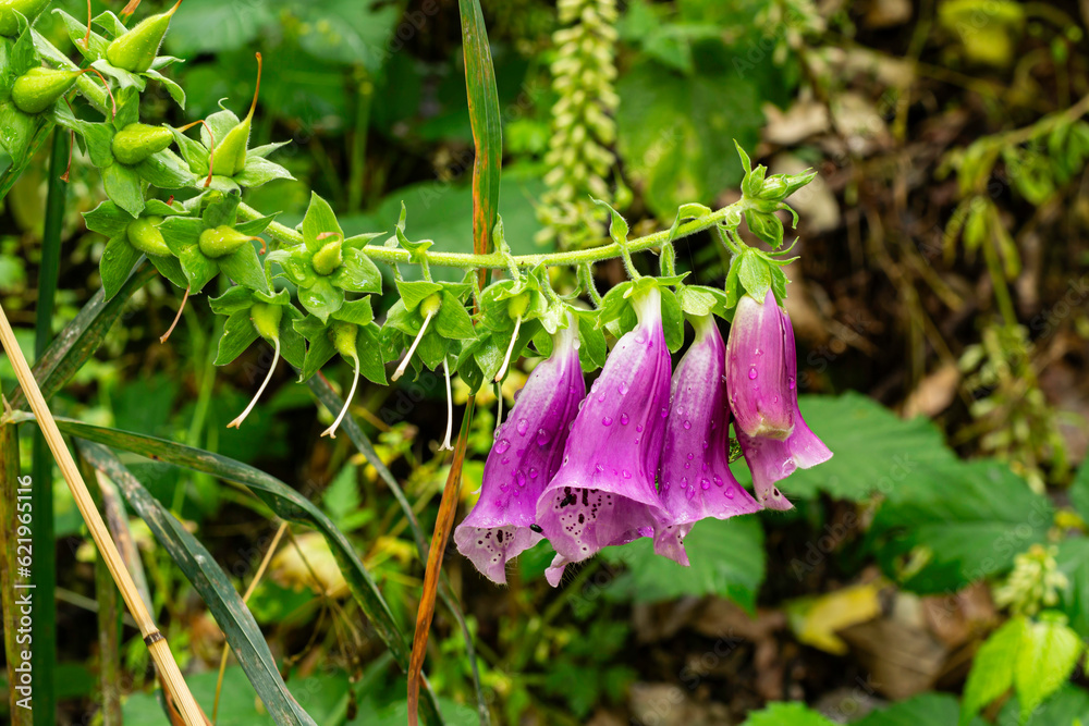 Digitalis purpurea or Common Foxglove. Digitalis purpurea or Common Foxglove.