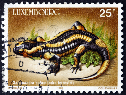 Postage stamp Luxembourg 1987 fire salamander, salamandra salamandra terrestris, is a common species of salamander found in Europe