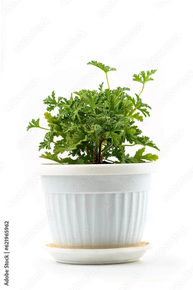 Scented Geranium young plant in flower pot, mosquitoes repellent, isolated on white background with clipping path
