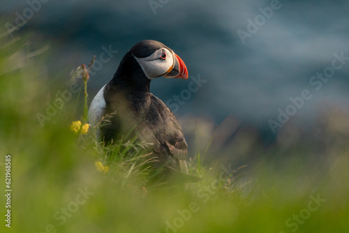 atlantic puffin in the Faroe Islands © Nina