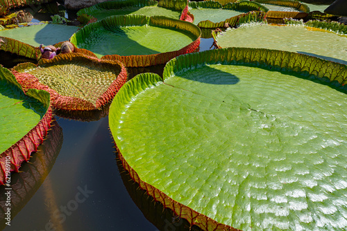 Victoria regia leaves photo