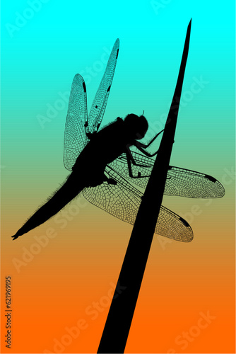 libelula, contraluz, atardecer, figura, vector