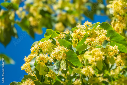 Linden tree flowers clusters tilia cordata, europea, small-leaved lime, littleleaf linden bloom. photo