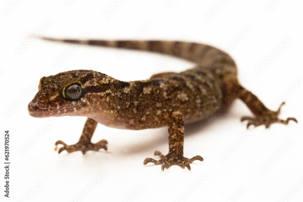 Naklejka premium The marbled bow-fingered gecko or Javan bent-toed gecko lizard cyrtodactylus marmoratus isolated on white background