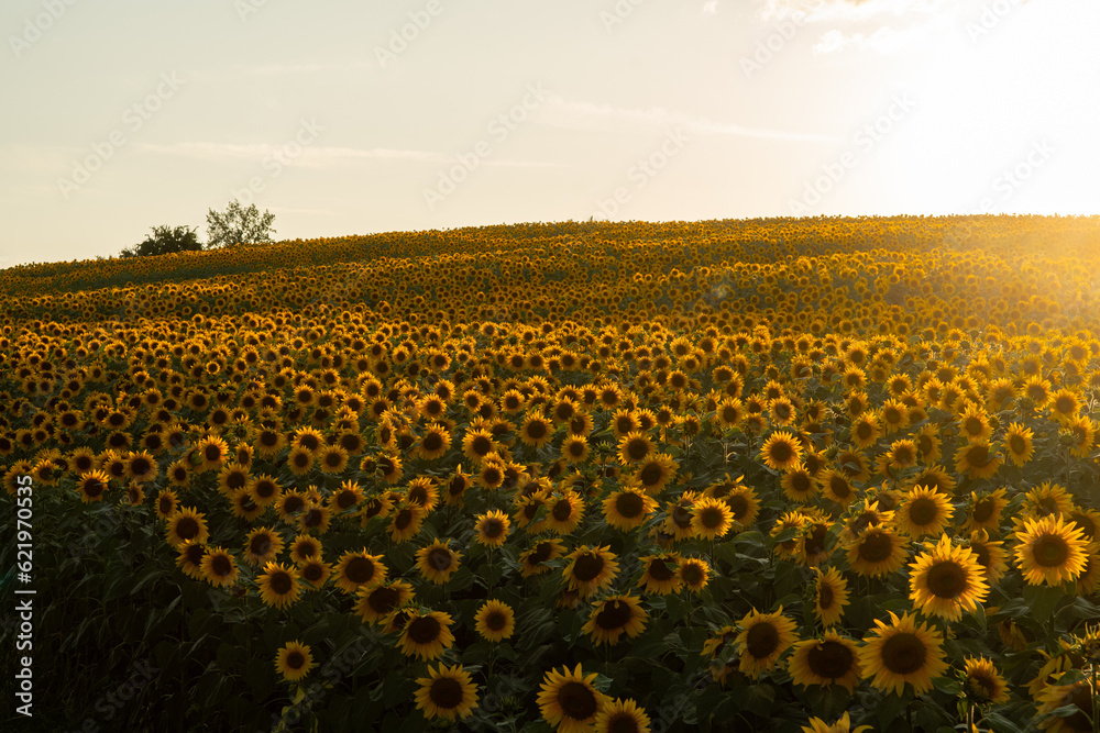 Fototapeta premium Un champ de tournesol en auvergne en france 