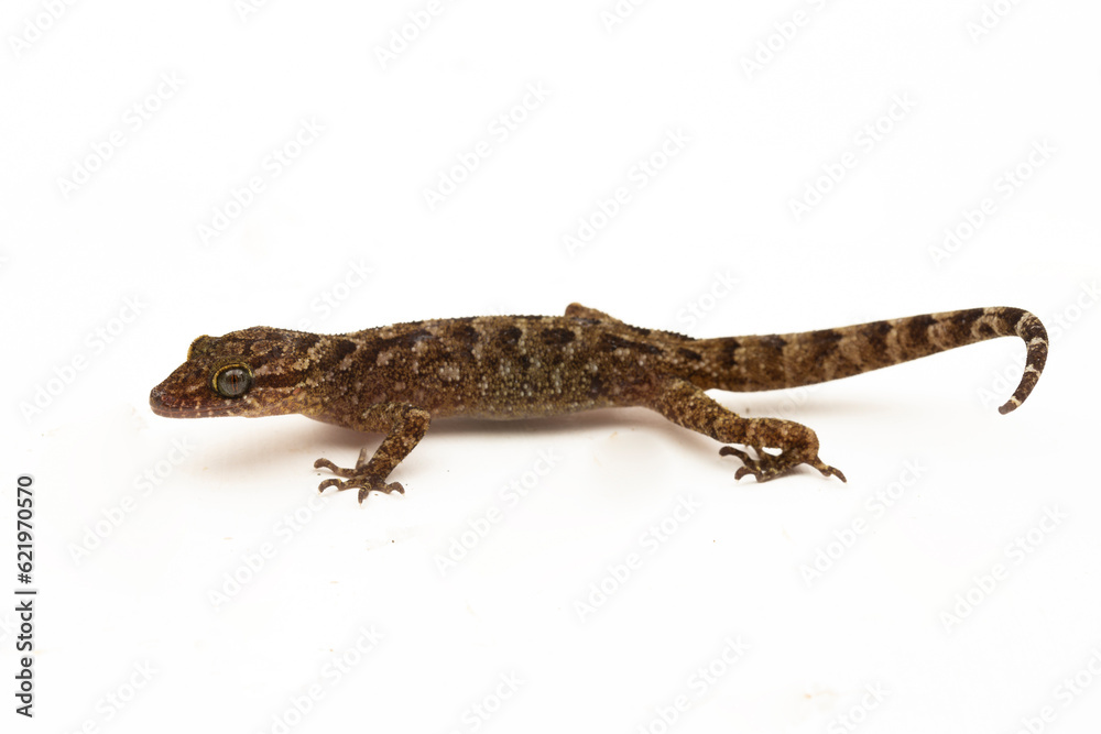Naklejka premium The marbled bow-fingered gecko or Javan bent-toed gecko lizard cyrtodactylus marmoratus isolated on white background