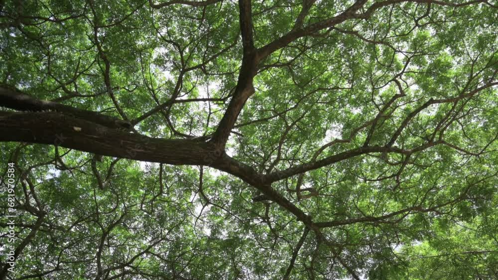 Camera looks up and moves slowly under lush foliage trees. Tree branches and leaves against summer sky. Walking through the forest with large green trees. UHD. 4K. Camera looks up and moves slowly under lush foliage trees. Tree branches and leaves against summer sky. Walking through the forest with large green trees. UHD. 4K.