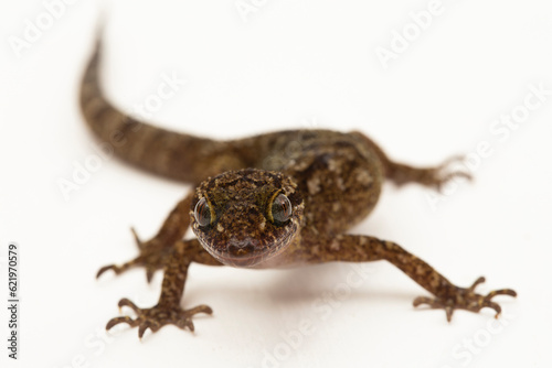 The marbled bow-fingered gecko or Javan bent-toed gecko lizard cyrtodactylus marmoratus isolated on white background