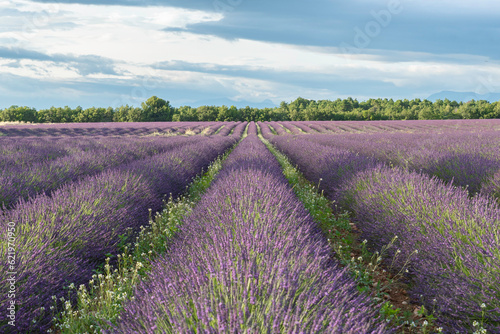 Champs de lavandes en fleurs sur le plateau de Valensole, en Provence, Sud de la France. 