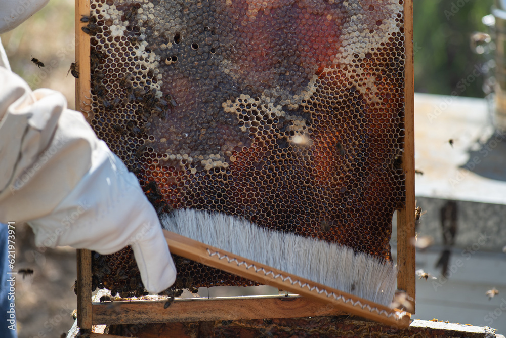 detail of brush with natural hair expelling bees from panel in hive to extract honey, part of the process of beekeeping. detail of brush with natural hair expelling bees from panel in hive to extract honey, part of the process of beekeeping.