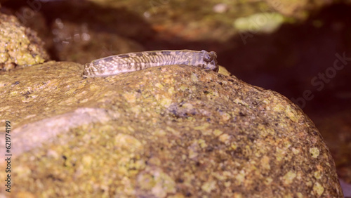 Pallid rockskipper (Istiblennius unicolor) jumping on stone over surface of water in coastal zone, Red sea, Egypt