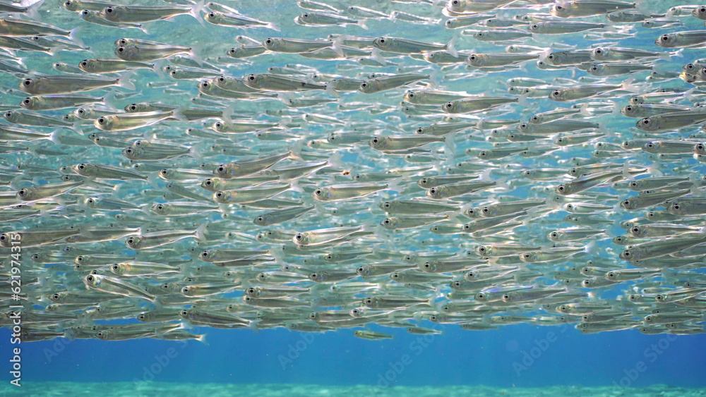 Endless shoal of small brightly fishes Hardyhead Silverside swim under surface of water a bright sunny day in sunburst, Backlighting (Contre-jour) Red sea, Egypt Endless shoal of small brightly fishes Hardyhead Silverside swim under surface of water a bright sunny day in sunburst, Backlighting (Contre-jour) Red sea, Egypt