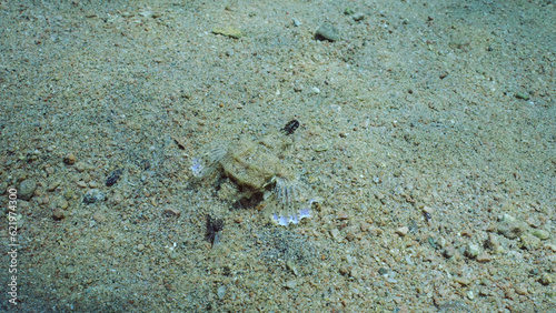 Common Seamoth, Little Dragonfish or Short Dragonfish (Eurypegasus draconis) walking on sandy rocky bottom on sunny day in sun glare, top view, Red sea, Egypt photo