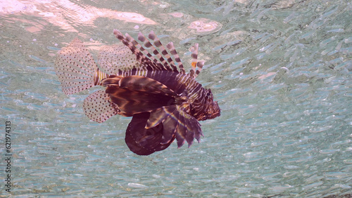 Common Lionfish or Red Lionfish (Pterois volitans) swims underwater and hunting on Hardyhead Silverside fish (Atherinomorus forskalii) in sunny day, Red sea, Egypt photo