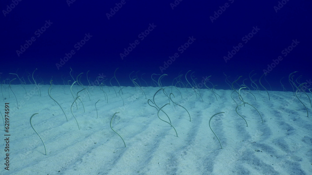 Group of Red Sea garden eels, IndoPacific garden eel or Spotted Garden