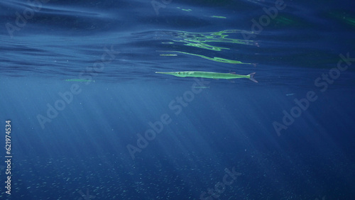 Sea Needle or Garfish swims under surface of blue water in sunburst on daytime, a large school of small fish swims under the Sea pike, Red sea, Egypt photo