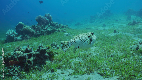 Blackspotted Puffer or Star Blaasop (Arothron stellatus) swims over sandy bottom covered with green sea grass on sunny day, Red sea, Egypt
