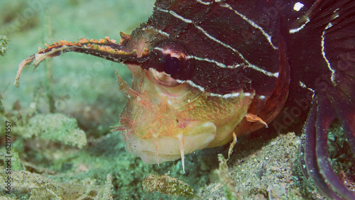 Close-up portrait of Radial Firefish, Red sea lionfish or Clearfin lionfish (Pterois radiata, Pterois cincta) sleeping on sandy seabed with head buried in sand, Red sea, Egypt