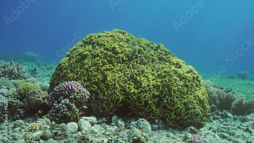 Lettuce coral or Yellow Scroll Coral (Turbinaria reniformis) colony on seabed on sunny day in sunrays, Red sea, Egypt photo